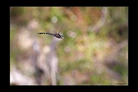 PhotoID: AusDr202. Adversaeschna brevistyla - male