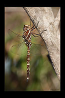 PhotoID: AusDr693. Adversaeschna brevistyla - male