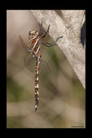 PhotoID: AusDr694. Adversaeschna brevistyla - male