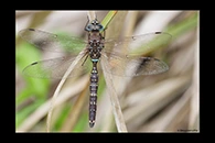 PhotoID: AusDr695. Adversaeschna brevistyla - male