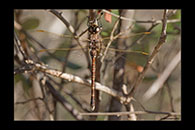 PhotoID: AusDr710. Adversaeschna brevistyla - female