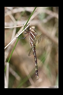 PhotoID: AusDr712. Adversaeschna brevistyla - female