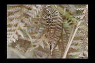 PhotoID: AusDr746. Adversaeschna brevistyla - female