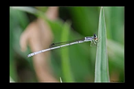 PhotoID: AusDa297. Agriocnemis argentea - male