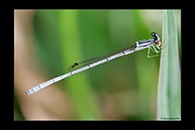 PhotoID: AusDa298. Agriocnemis argentea - male