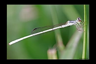 PhotoID: AusDa300. Agriocnemis argentea - male