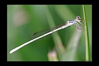 PhotoID: AusDa301. Agriocnemis argentea - male