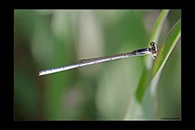 PhotoID: AusDa323. Agriocnemis argentea - male