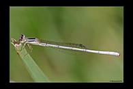 PhotoID: AusDa324. Agriocnemis argentea - male