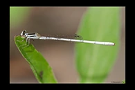 PhotoID: AusDa350. Agriocnemis argentea - male