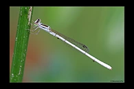 PhotoID: AusDa351. Agriocnemis argentea - male