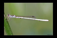 PhotoID: AusDa352. Agriocnemis argentea - male