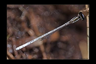 PhotoID: AusDa355. Agriocnemis argentea - male