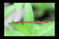 PhotoID: AusDa359. Agriocnemis argentea - female