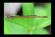 PhotoID: AusDa360. Agriocnemis argentea - female