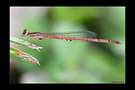 PhotoID: AusDa361. Agriocnemis argentea - female