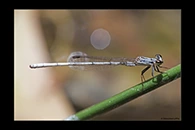 PhotoID: AusDa459. Pilbara Wisp (Agriocnemis kunjina) - male