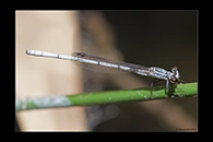 PhotoID: AusDa460. Pilbara Wisp (Agriocnemis kunjina) - male