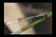 PhotoID: AusDa461. Pilbara Wisp (Agriocnemis kunjina) - male