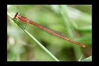 PhotoID: AusDa067. Pygmy Wisp (Agriocnemis pygmaea) - female