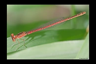 PhotoID: AusDa253. Pygmy Wisp (Agriocnemis pygmaea) - female