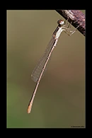 PhotoID: AusDa272. Pygmy Wisp (Agriocnemis pygmaea) - male