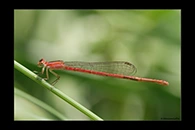 PhotoID: AusDa274. Pygmy Wisp (Agriocnemis pygmaea) - female