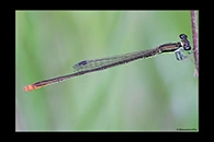 PhotoID: AusDa279. Pygmy Wisp (Agriocnemis pygmaea) - male