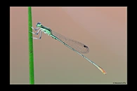 PhotoID: AusDa325. Pygmy Wisp (Agriocnemis pygmaea) - male
