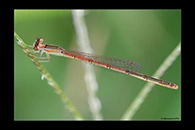 PhotoID: AusDa326. Pygmy Wisp (Agriocnemis pygmaea) - female
