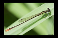 PhotoID: AusDa384. Pygmy Wisp (Agriocnemis pygmaea) - male