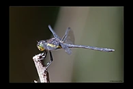 PhotoID: AusDr248. Agrionoptera longitudinalis biserialis - male