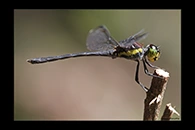 PhotoID: AusDr250. Agrionoptera longitudinalis biserialis - male