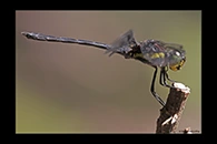PhotoID: AusDr252. Agrionoptera longitudinalis biserialis - male