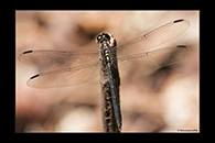 PhotoID: AusDr254. Agrionoptera longitudinalis biserialis - male