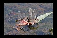 PhotoID: AusDr199. Australian Emperor (Anax papuensis) - tandem