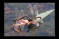 PhotoID: AusDr200. Australian Emperor (Anax papuensis) - tandem