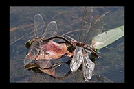 PhotoID: AusDr201. Australian Emperor (Anax papuensis) - tandem