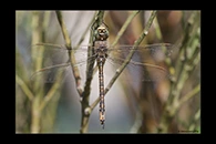 PhotoID: AusDr209. Australian Emperor (Anax papuensis) - male