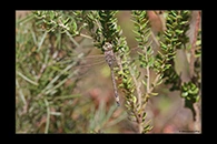 PhotoID: AusDr210. Australian Emperor (Anax papuensis) - male