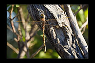 PhotoID: AusDr747. Australian Emperor (Anax papuensis) - female