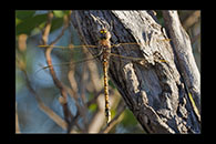 PhotoID: AusDr749. Australian Emperor (Anax papuensis) - female