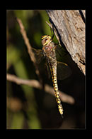 PhotoID: AusDr750. Australian Emperor (Anax papuensis) - female