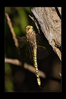 PhotoID: AusDr752. Australian Emperor (Anax papuensis) - female