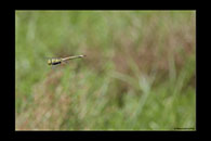 PhotoID: AusDr754. Australian Emperor (Anax papuensis) - male