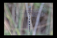 PhotoID: AusDr483. Twinspot Tigertail (Archaeosynthemis leachii) - male