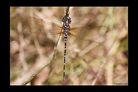 PhotoID: AusDr484. Twinspot Tigertail (Archaeosynthemis leachii) - female