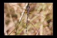 PhotoID: AusDr485. Twinspot Tigertail (Archaeosynthemis leachii) - female