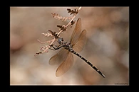 PhotoID: AusDr487. Twinspot Tigertail (Archaeosynthemis leachii) - female