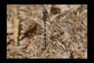 PhotoID: AusDr489. Twinspot Tigertail (Archaeosynthemis leachii) - male